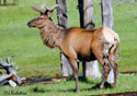 Cervus elaphus nelsoni